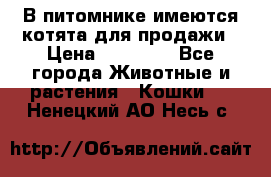 В питомнике имеются котята для продажи › Цена ­ 30 000 - Все города Животные и растения » Кошки   . Ненецкий АО,Несь с.